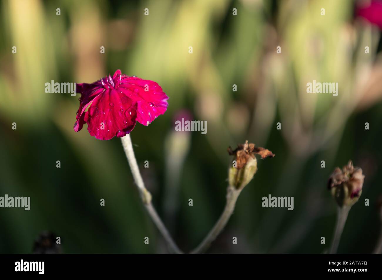 Rose Campion Banque D'Images