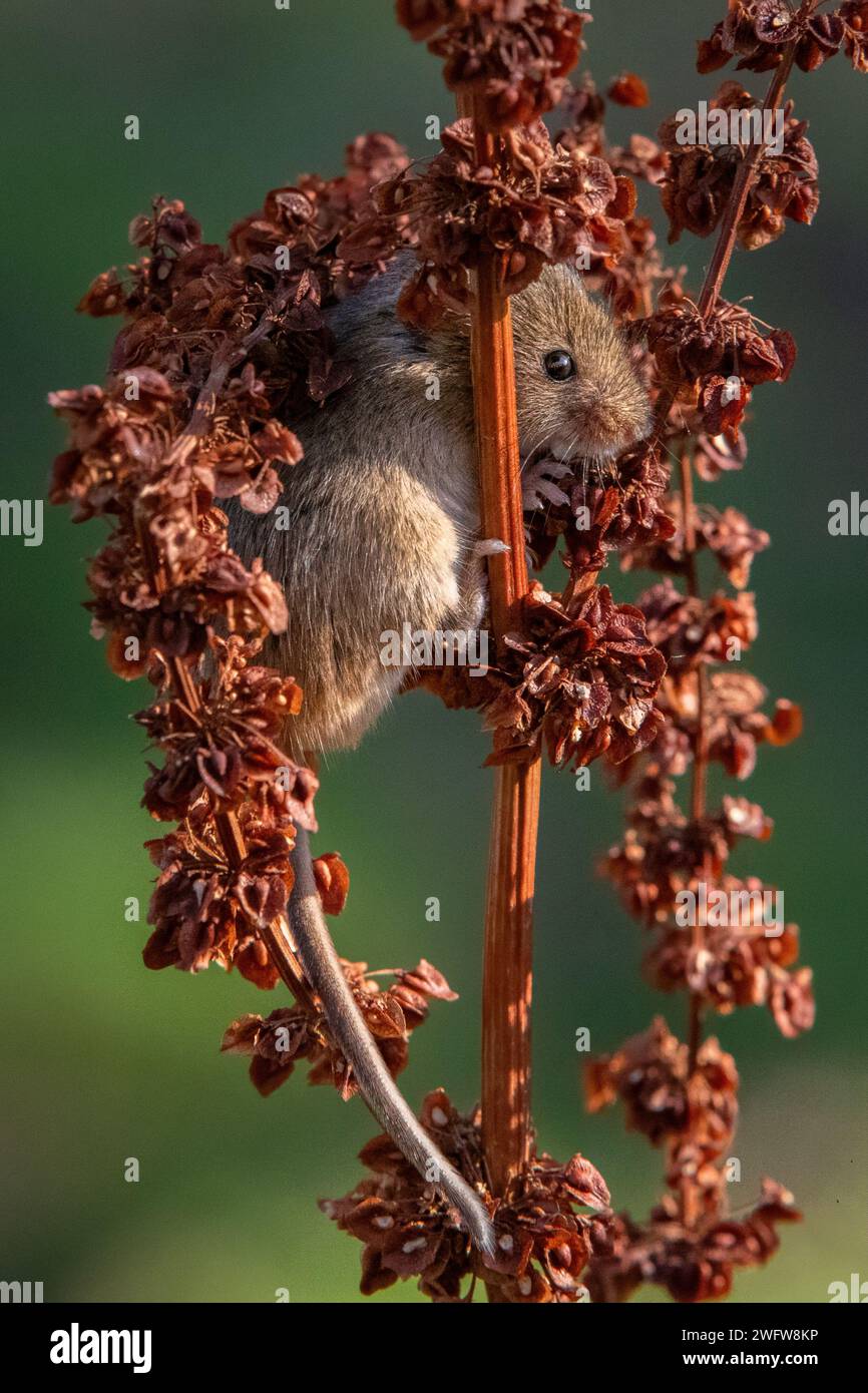 Récolte de souris (Micromys minutus) grimpant Banque D'Images