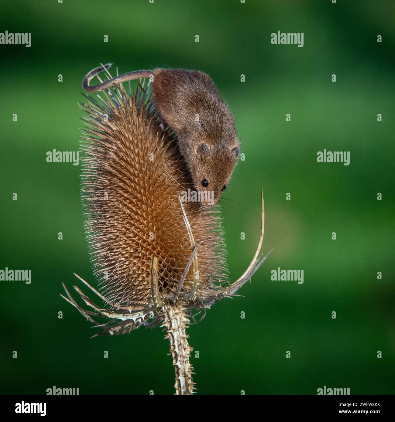 Récoltez la souris (Micromys minutus) sur une cuillère à café Banque D'Images