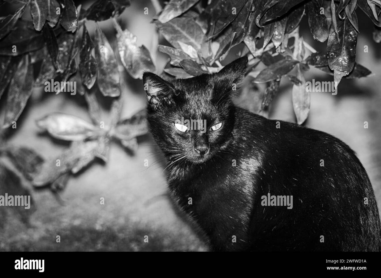 Un chat noir au parc Banque D'Images