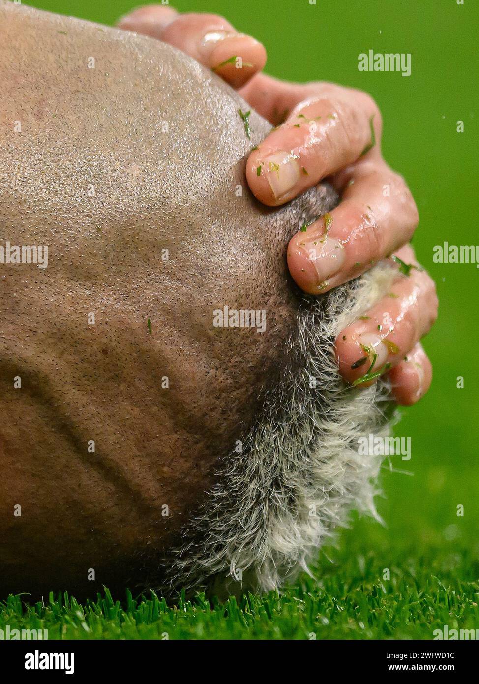 Londres, Royaume-Uni. 31 janvier 2024. 31 janvier 2024 - Tottenham Hotspur v Brentford - Premier League - Tottenham Hotspur Stadium. Richarlison de Tottenham tient la tête après un défi aérien. Crédit photo : Mark pain/Alamy Live News Banque D'Images