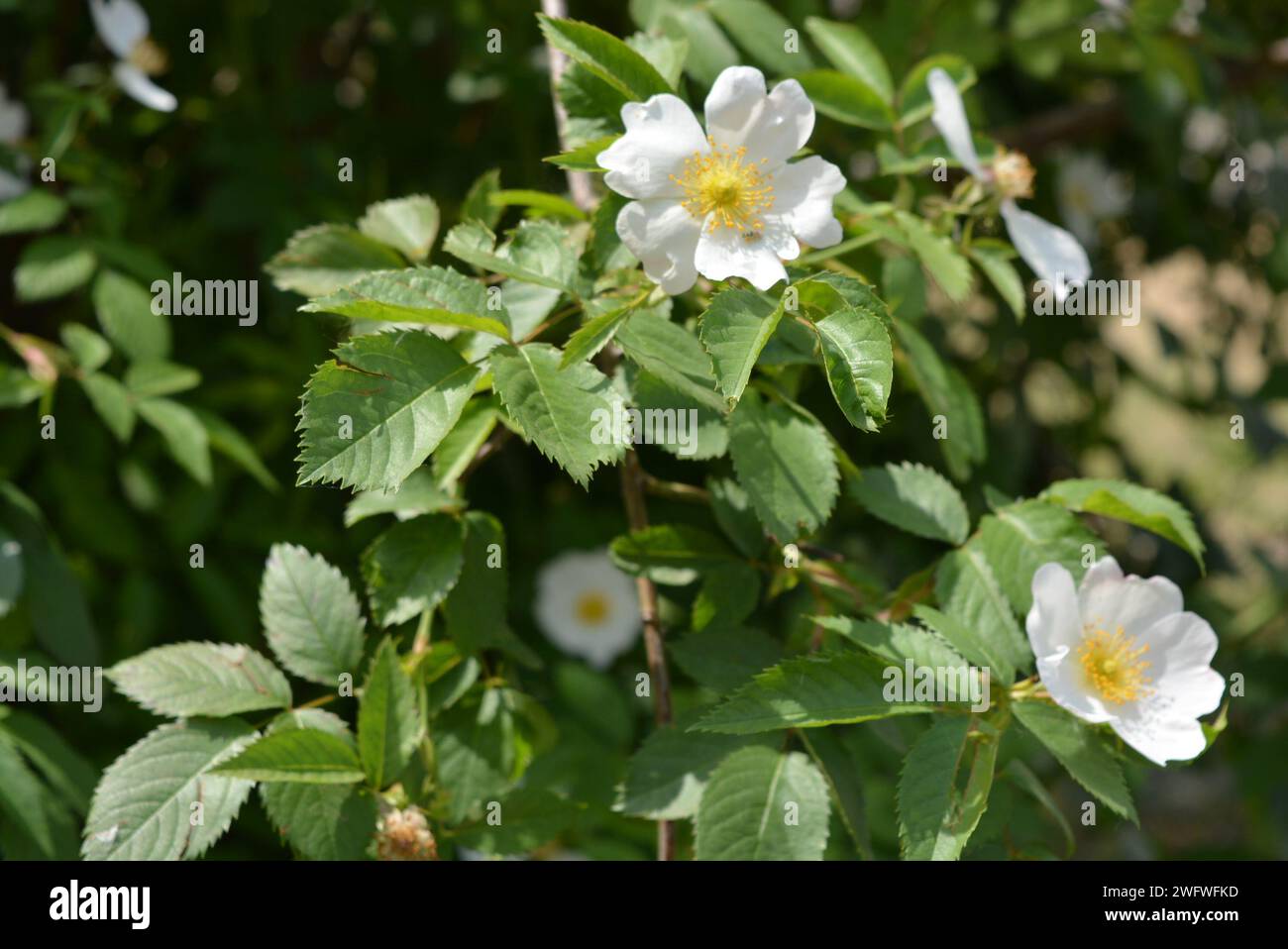 Vif coloré, rose florissant buissons de rose de thé, buissons d'aubépine communs, Crataegus laevigata, aubépine du Midland, aubépine anglaise, woodland, mayflower. Banque D'Images