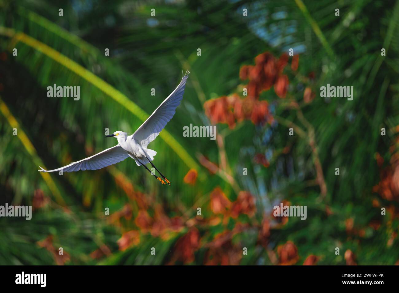 Aigrette blanche en vol au-dessus d'un magnifique lac d'eau, dans un fond de nature tropicale Banque D'Images