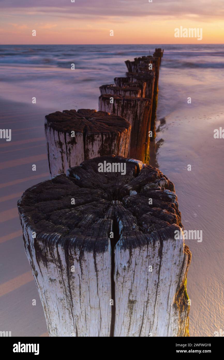 Regardez de près pendant le coucher du soleil à une rangée de poteaux en bois sur la côte des pays-Bas. Banque D'Images