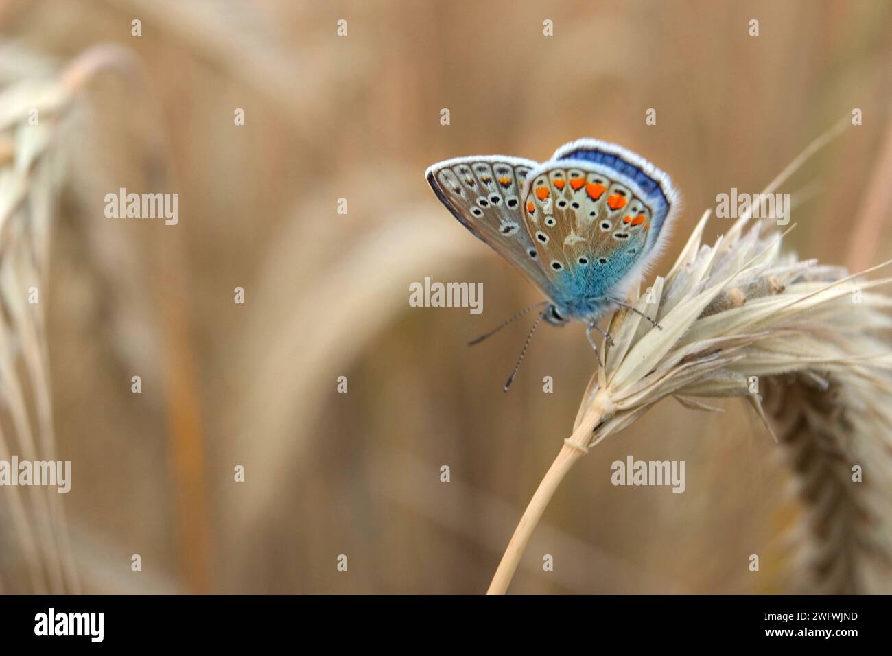 Papillon bleu commun ou bleu commun européen (Polyommatus icarus) Banque D'Images