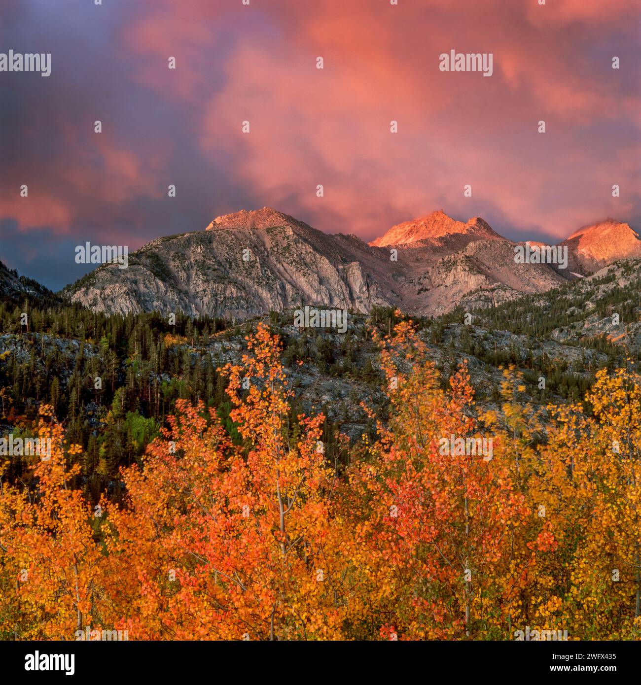 Lever du soleil, tempête éclairante, Aspen, John Muir Wilderness, Inyo National Forest, Eastern Sierra, Californie Banque D'Images