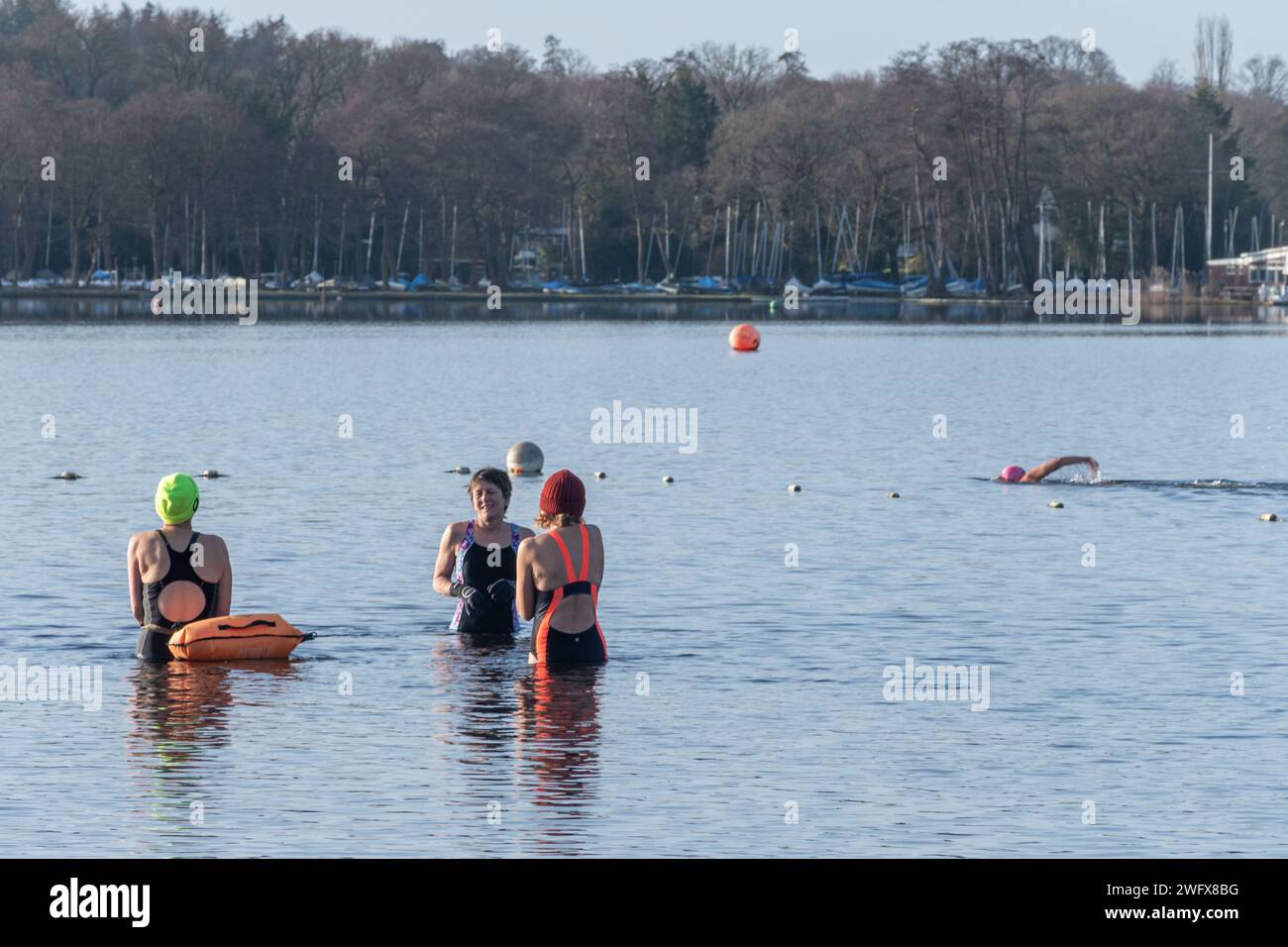Nageurs sauvages nageant en eau froide à Frensham Great Pond un matin d'hiver, Surrey, Angleterre, Royaume-Uni. Février 2024. Concept de bien-être, santé, nature Banque D'Images