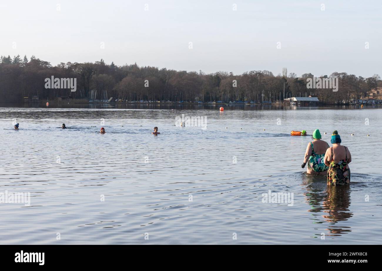 Nageurs sauvages nageant en eau froide à Frensham Great Pond un matin d'hiver, Surrey, Angleterre, Royaume-Uni. Février 2024. Concept de bien-être, santé, nature Banque D'Images