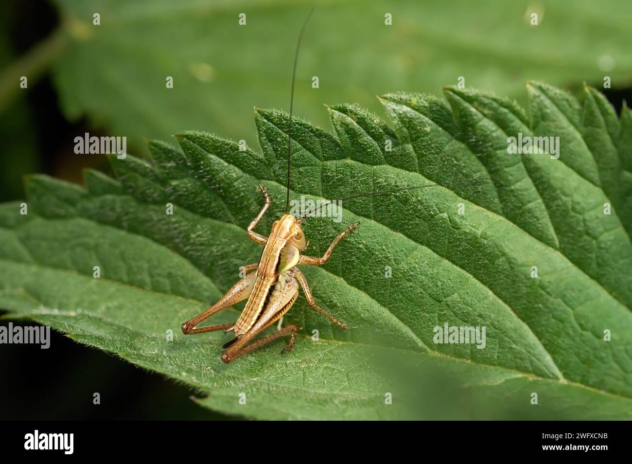 Nymphe femelle grillon foncé (Pholidoptera griseoaptera) grimpant sur une feuille verte Banque D'Images