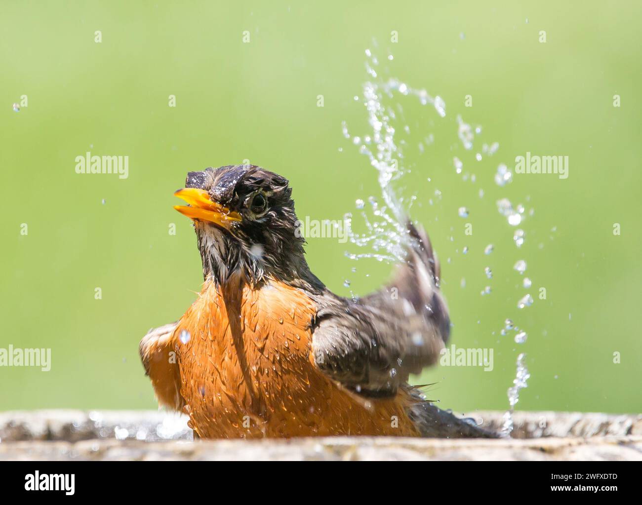 Un américain qui éclabousse dans un bain d'oiseau Banque D'Images