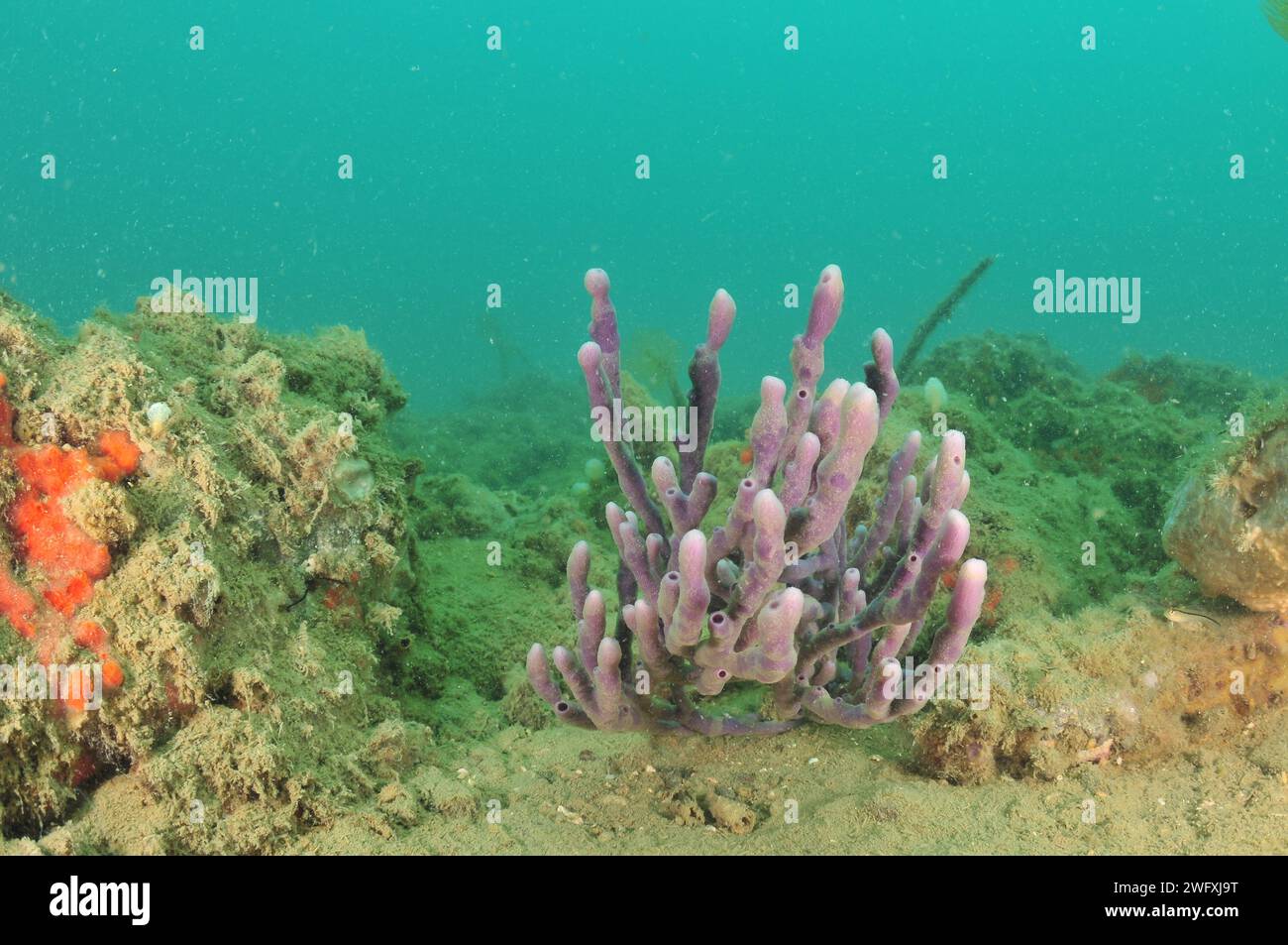 Éponge violette avec de longs doigts parmi les roches couvertes de sédiments fins. Lieu : Mahurangi Harbour Nouvelle-Zélande Banque D'Images