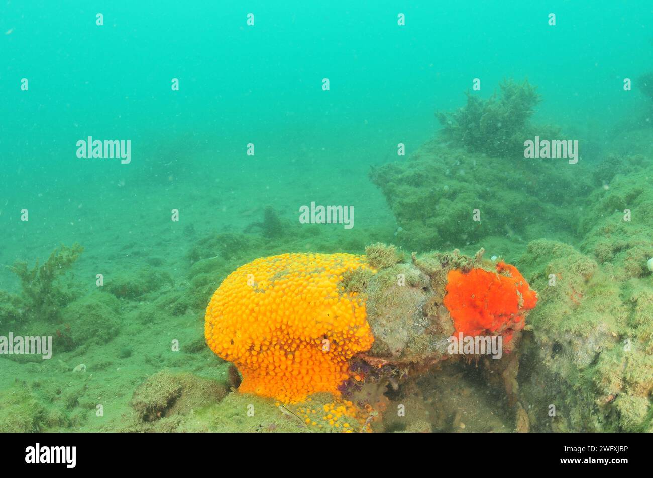 Éponges incrustantes colorées montrant leurs couleurs après élimination de la couche de sédiments. Lieu : Mahurangi Harbour Nouvelle-Zélande Banque D'Images