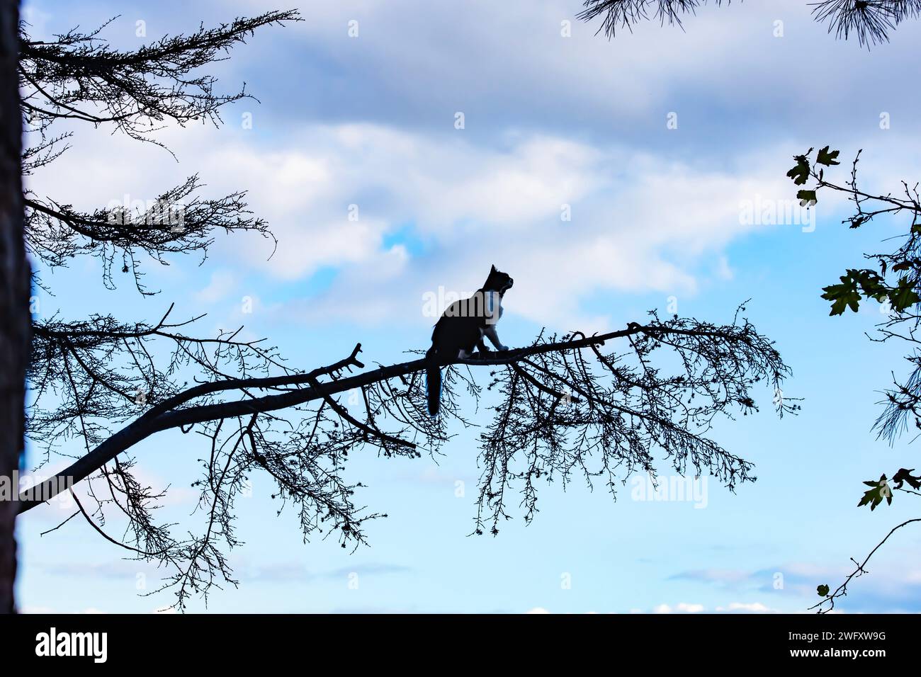 Chat pense que c'est un oiseau et grimpe les branches d'arbres Banque D'Images