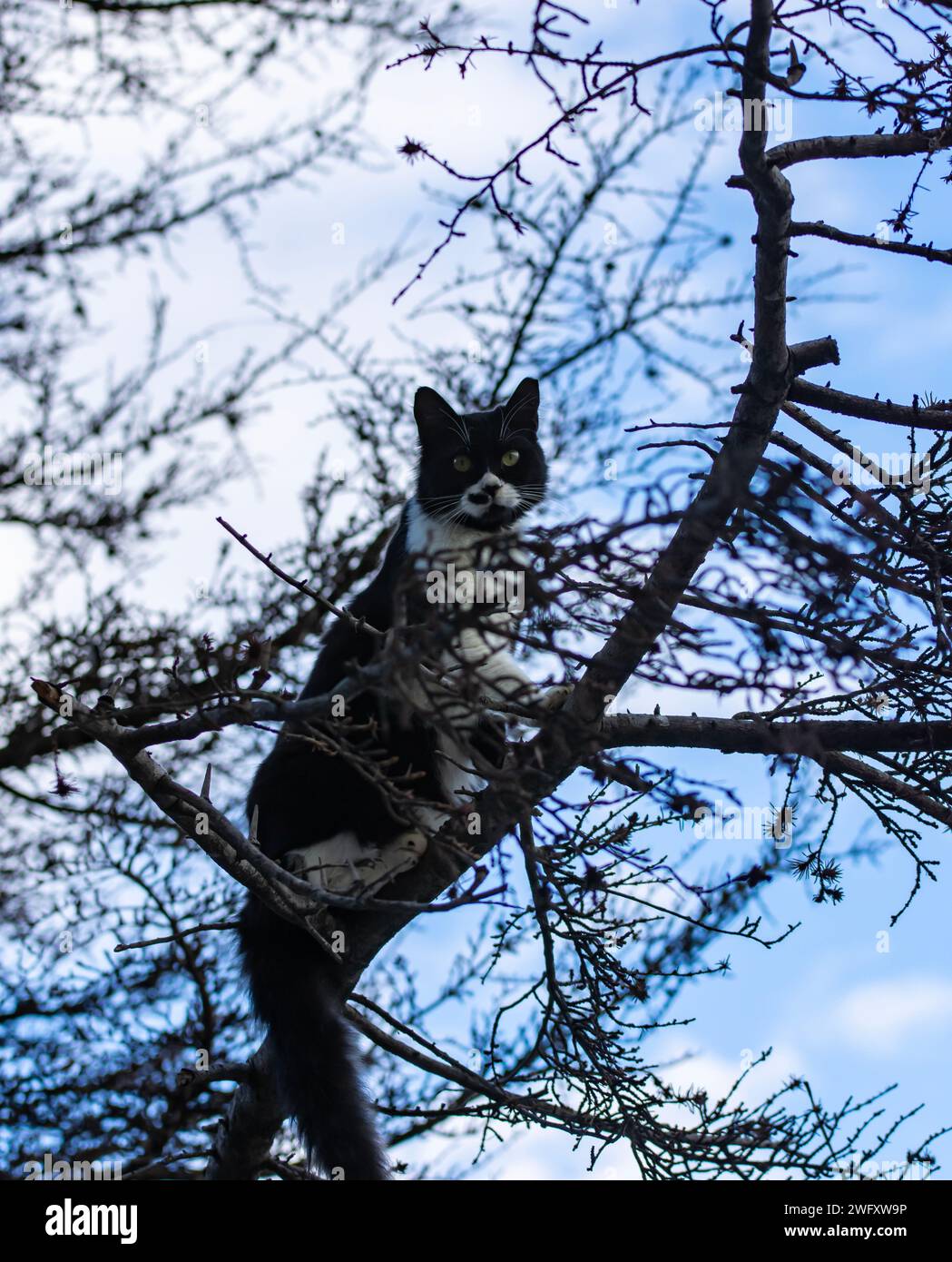 Chat pense que c'est un oiseau et grimpe les branches d'arbres Banque D'Images