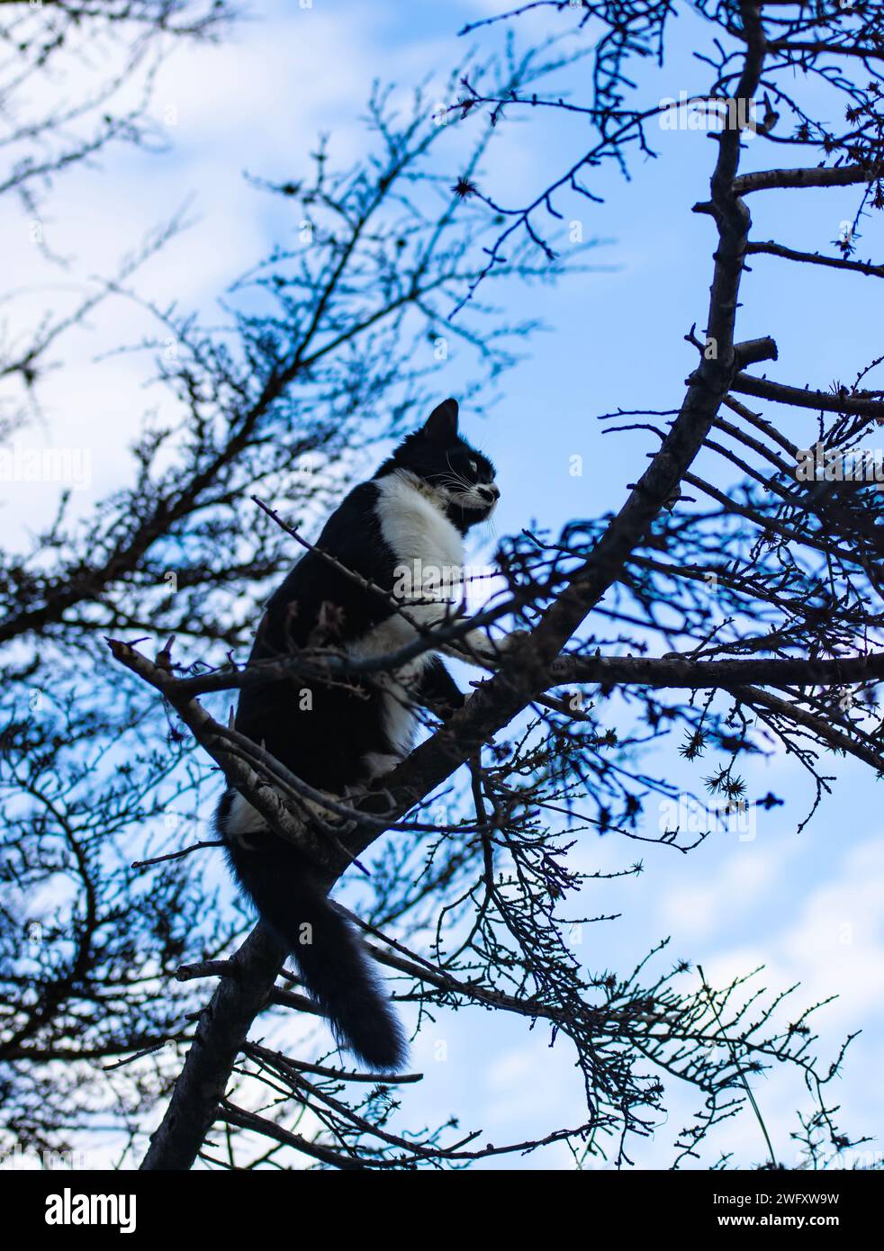 Chat pense que c'est un oiseau et grimpe les branches d'arbres Banque D'Images