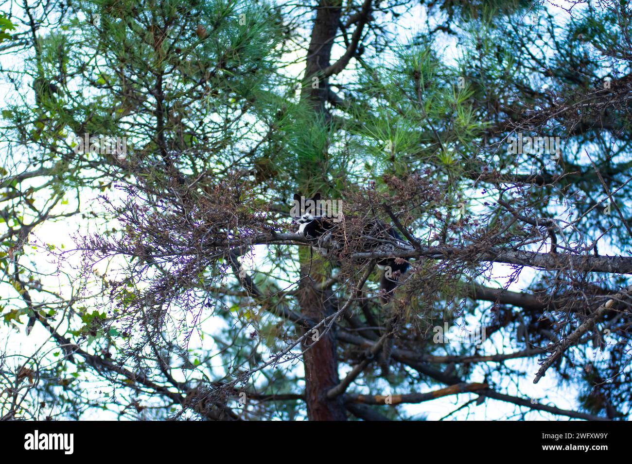 Chat pense que c'est un oiseau et grimpe les branches d'arbres Banque D'Images