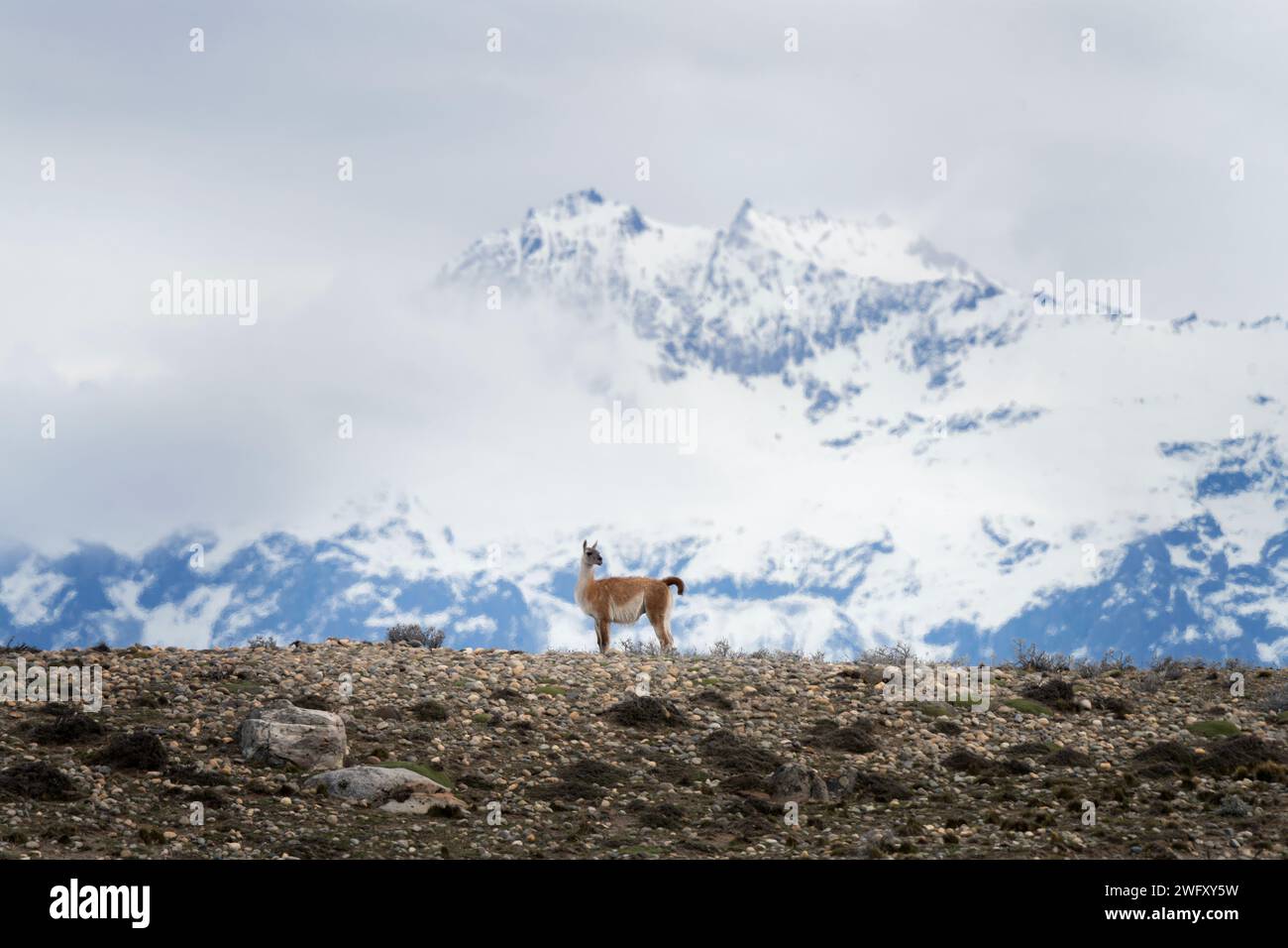 Guanaco dans le parc national Los Glaciares. Troupeau de lamas sur la prairie en Argentine. Banque D'Images