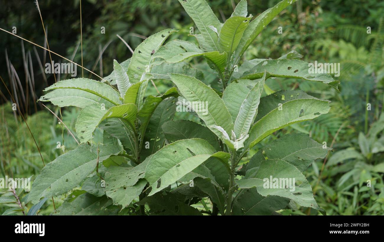 Blumea balsamifera (Sembung). Ces plantes sont couramment utilisées pour traiter les rhumes, les rhumatismes, les ballonnements, la diarrhée, les maux d'os, diurétiques, infections Banque D'Images