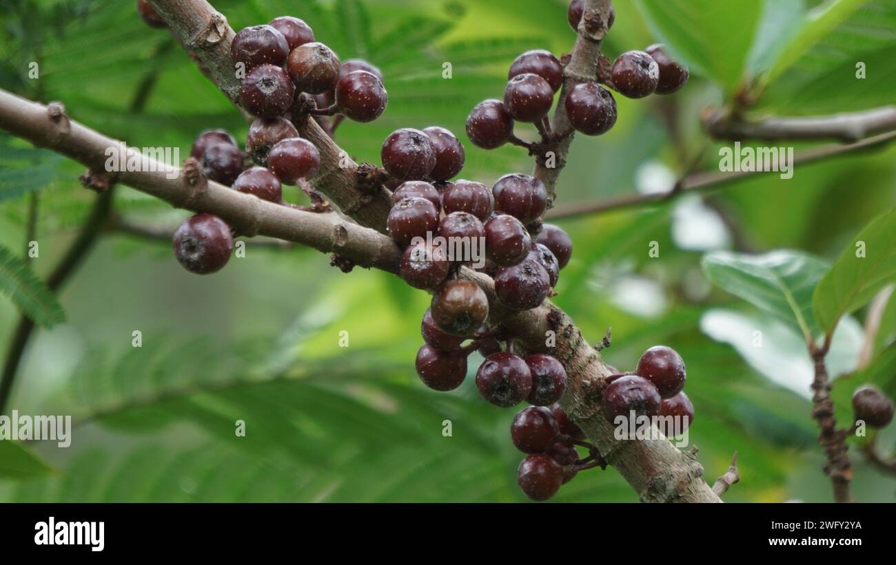 Le fruit du ficus sp. Ficus est un genre d'environ 850 espèces d'arbres ligneux, arbustes, vignes, épiphytes et hémiépiphytes de la famille des Moraceae. Banque D'Images