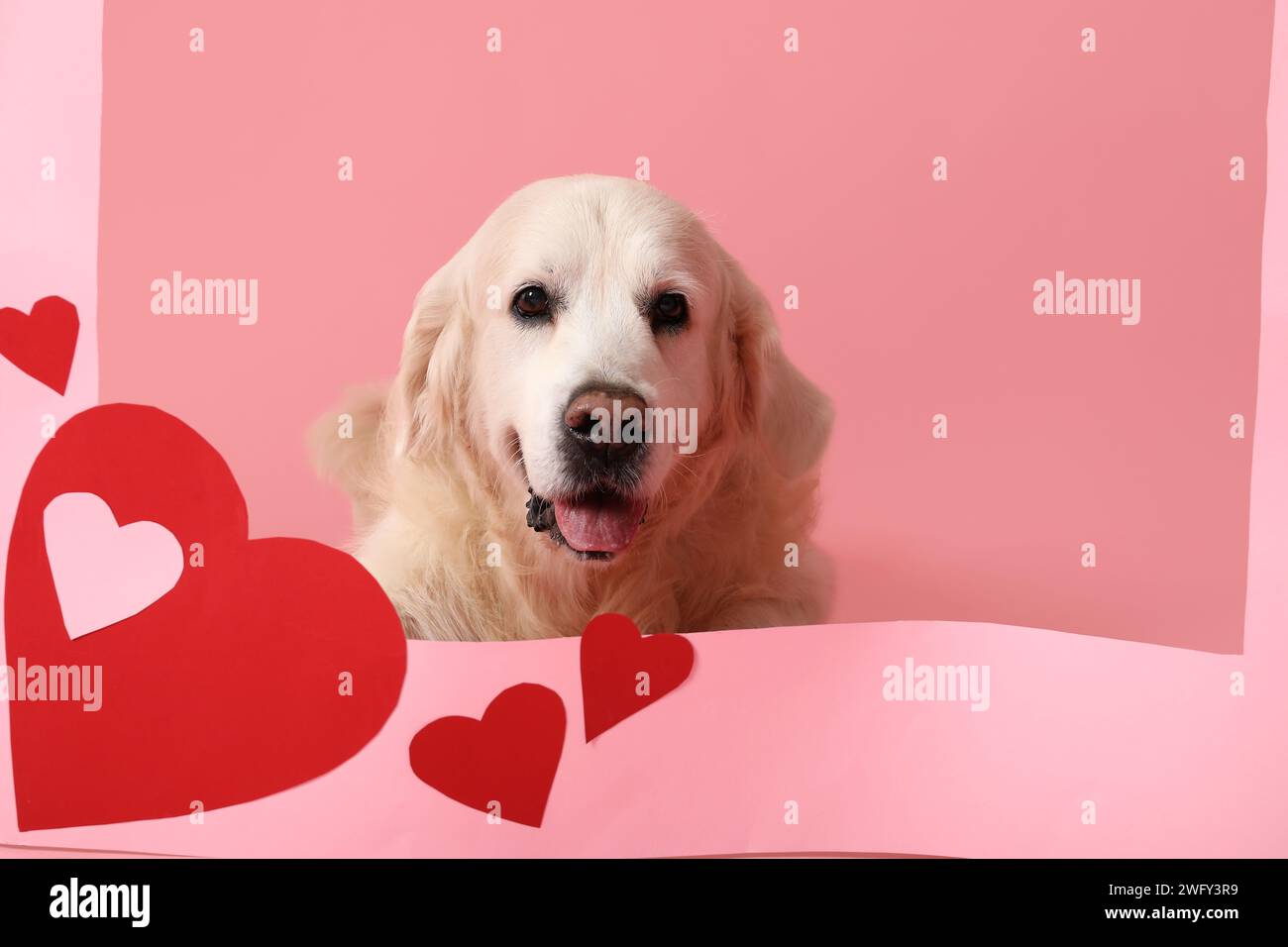 Adorable Golden retriever avec cadre et coeurs sur fond rose Banque D'Images