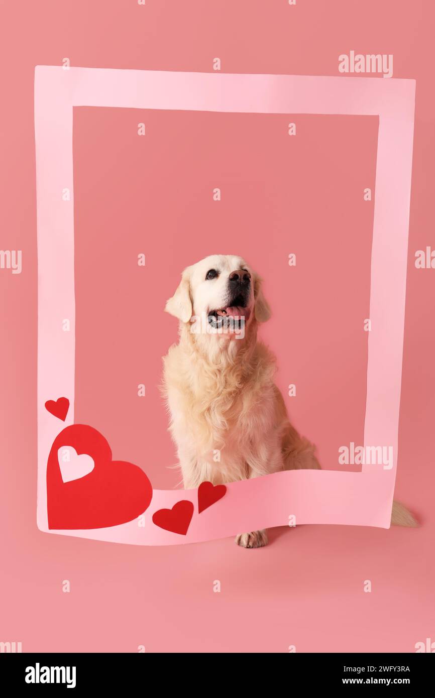 Adorable Golden retriever avec cadre et coeurs sur fond rose Banque D'Images