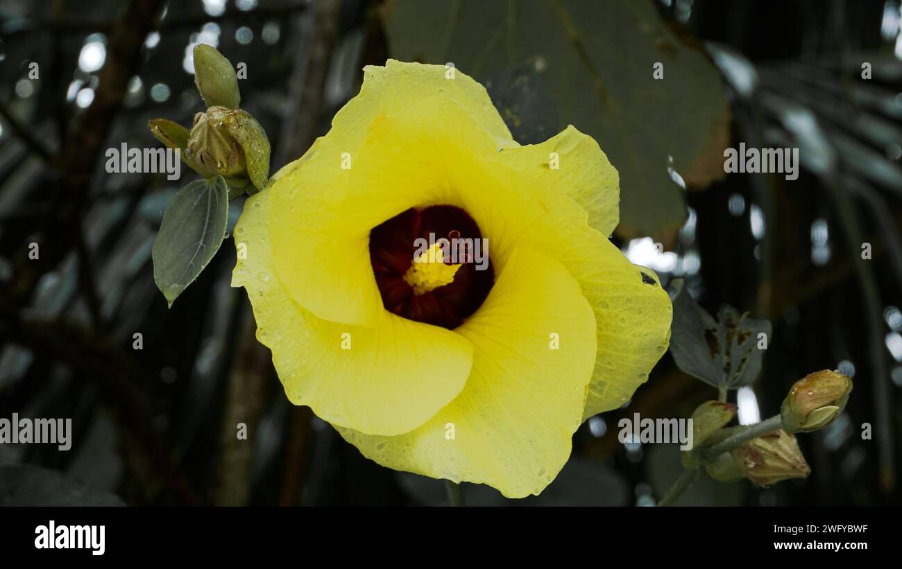 Fleurs jaune vif de l'arbre Waru ou Hibiscus Tiliaceus sur le bord de la plage Banque D'Images