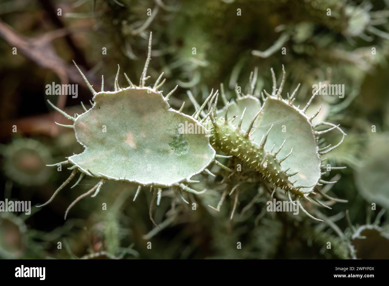 Une paire de fructifications connues sous le nom d'apothécie de Bushy Beard Lichen (Usnea strigosa). Raleigh, Caroline du Nord. Banque D'Images