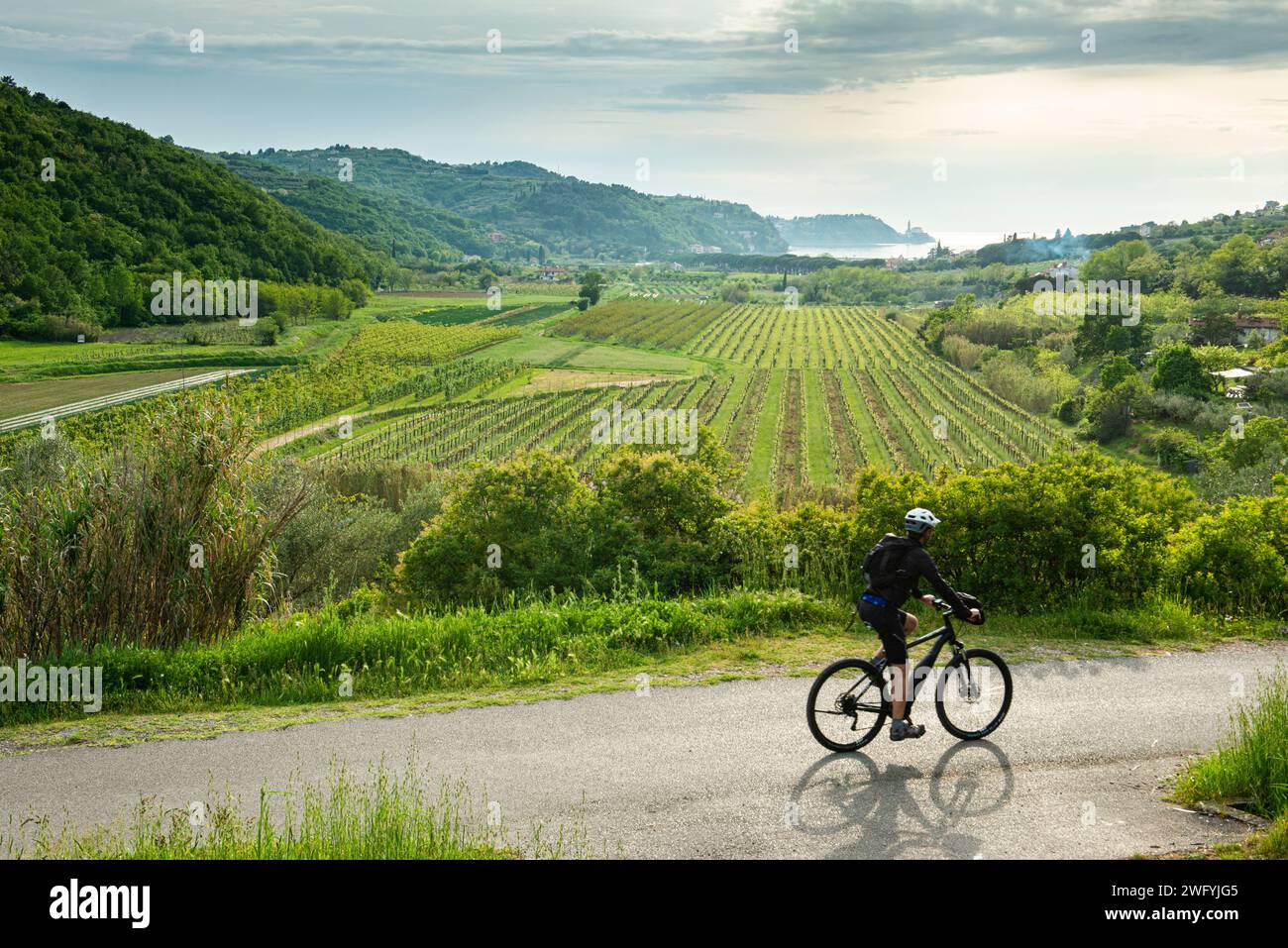 Vélo sur la Parenzana près de Strunjan avec une vue vers Piran à l'horizon, Istrie, Slovénie Banque D'Images