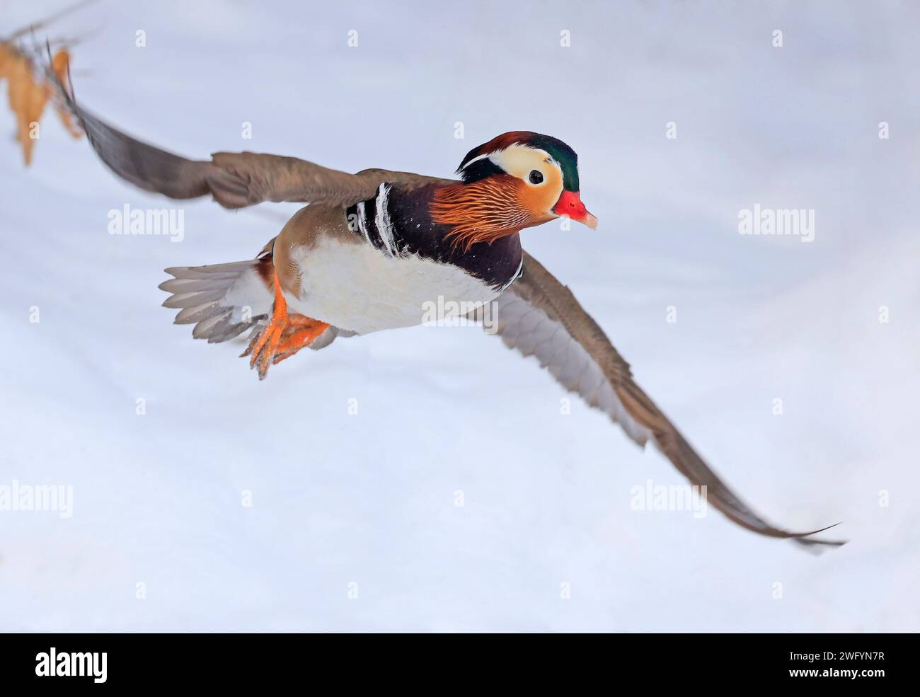 Canard mandarin volant en hiver, Québec, Canada Banque D'Images