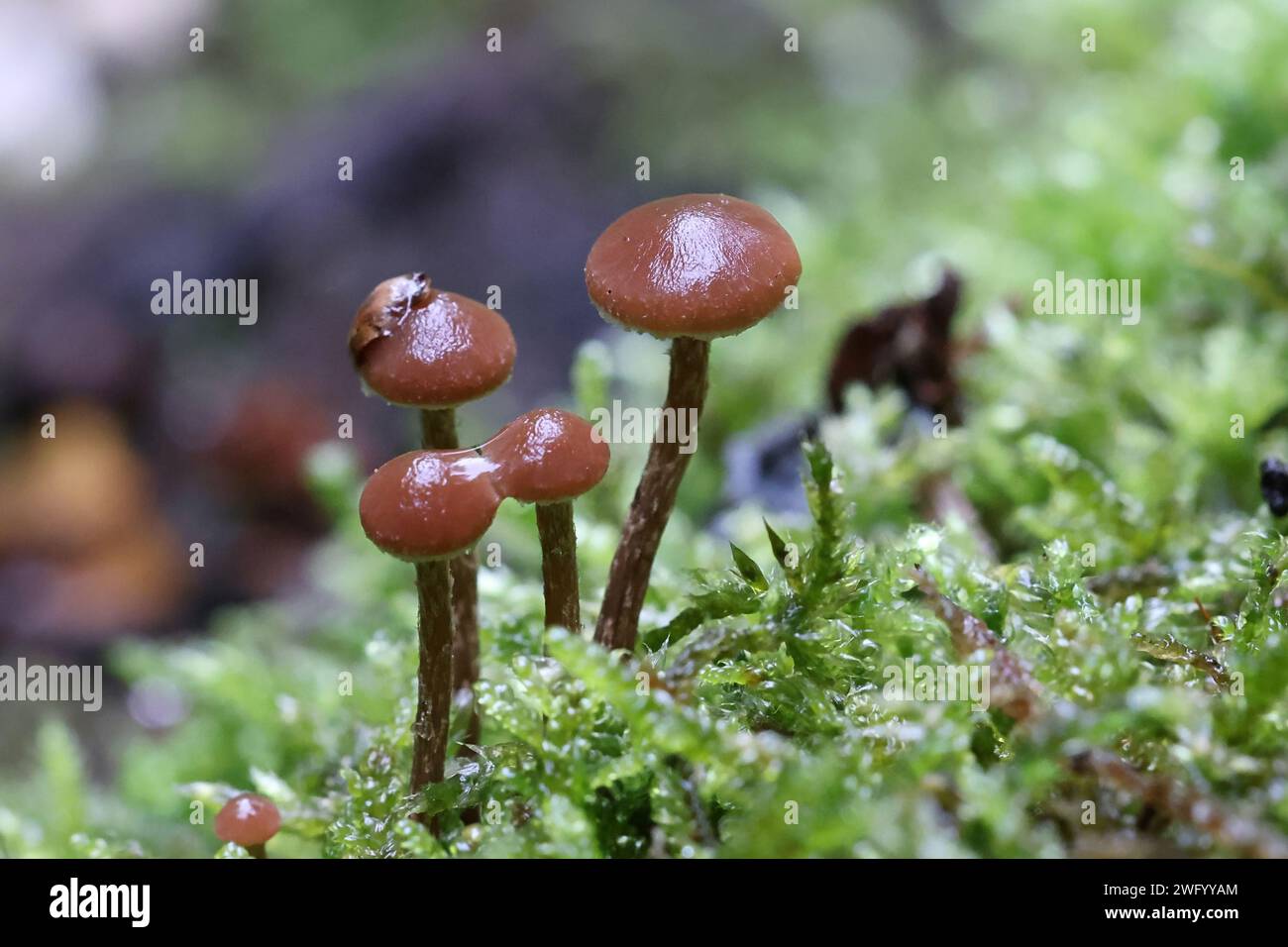 Deconica phyllogena, aussi appelé Psilocybe phyllogena, petit champignon brun de Finlande, pas de nom anglais commun Banque D'Images