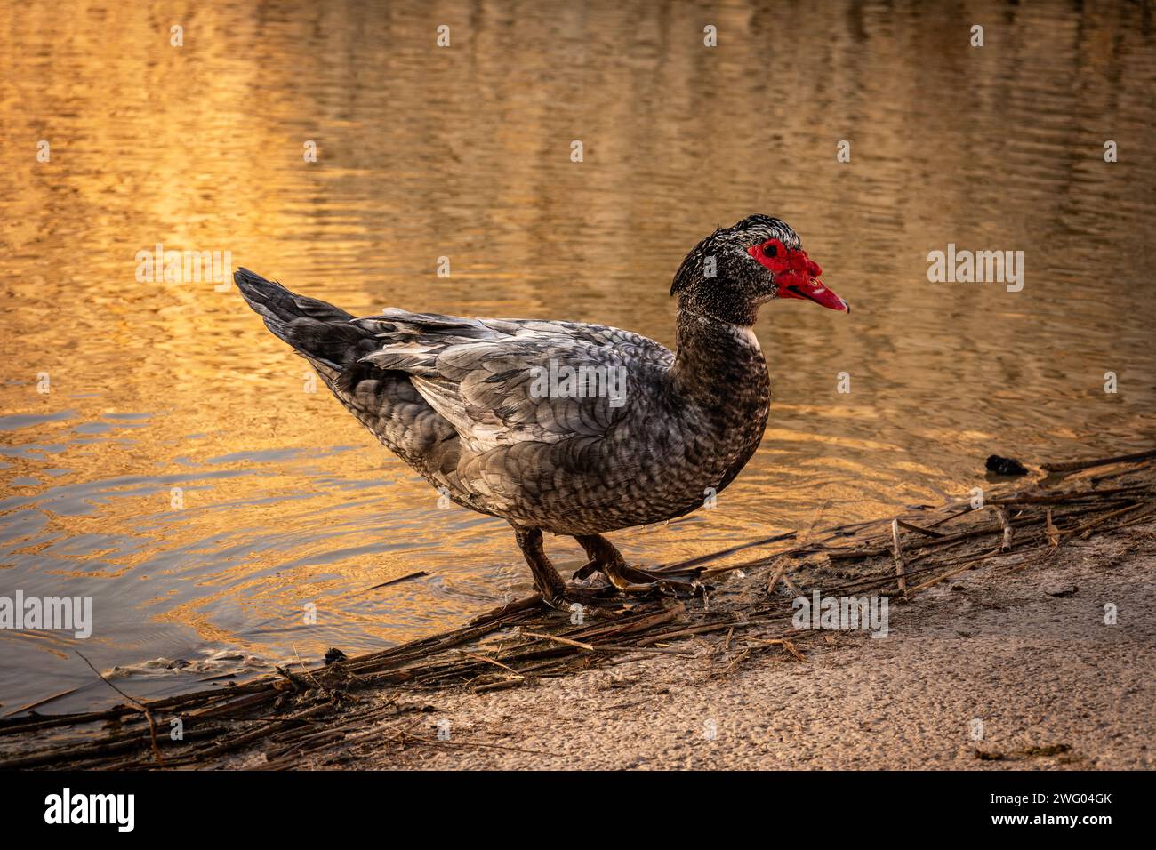 Une oie avec un bec rouge vibrant se dresse gracieusement près du bord de l'eau Banque D'Images
