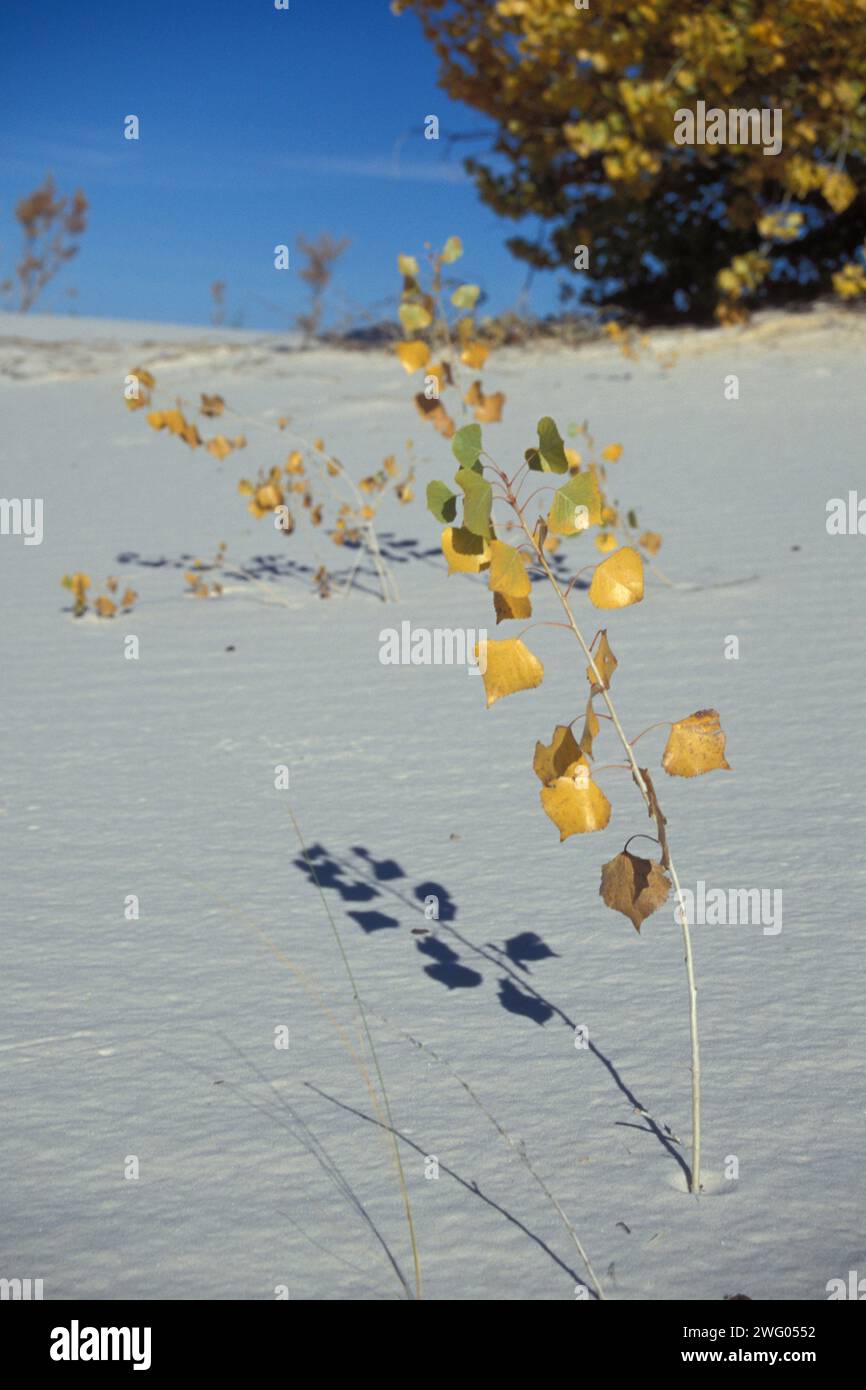 Bois de coton à feuilles étroites, Populus deltoides, aux couleurs de l'automne sur les dunes désertiques dans le monument national de White Sands, Nouveau-Mexique Banque D'Images