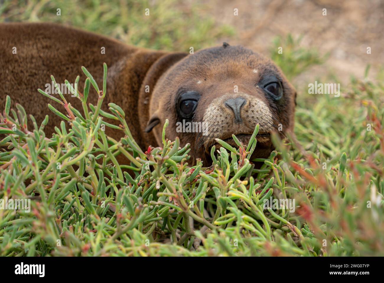 Peekaboo in Green : regard d'un phoque des Galapagos Banque D'Images