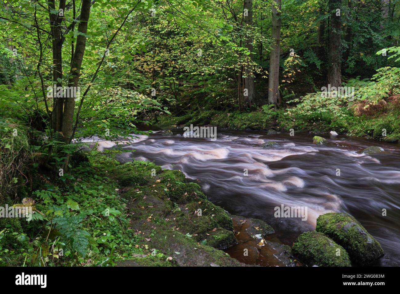 Se précipitant à travers la forêt Banque D'Images