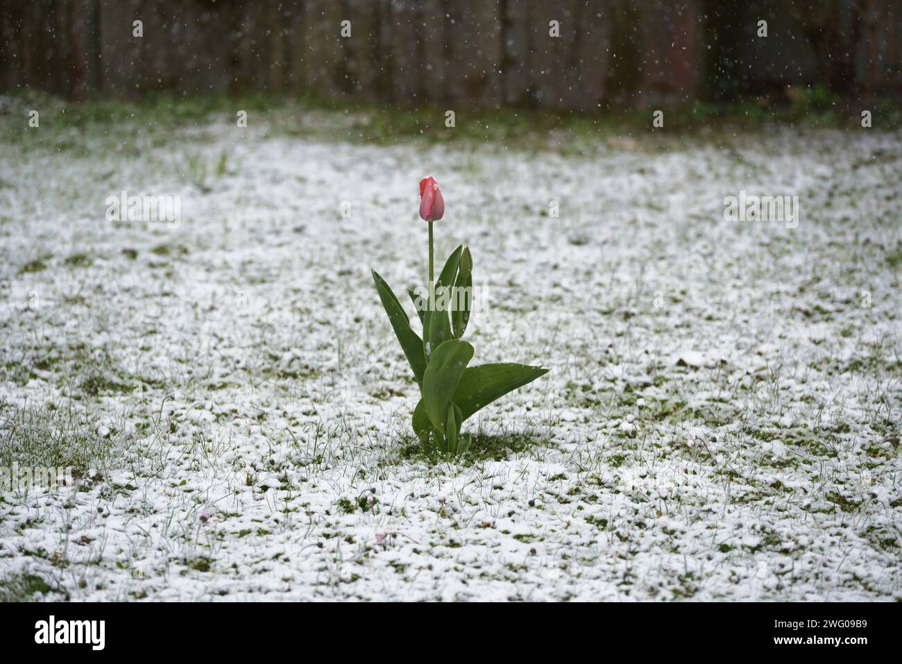 Tulpe im Schnee Banque D'Images