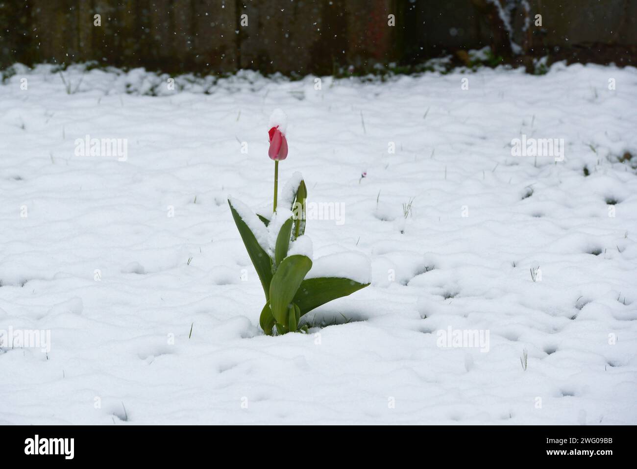 Tulpe im Schnee Banque D'Images