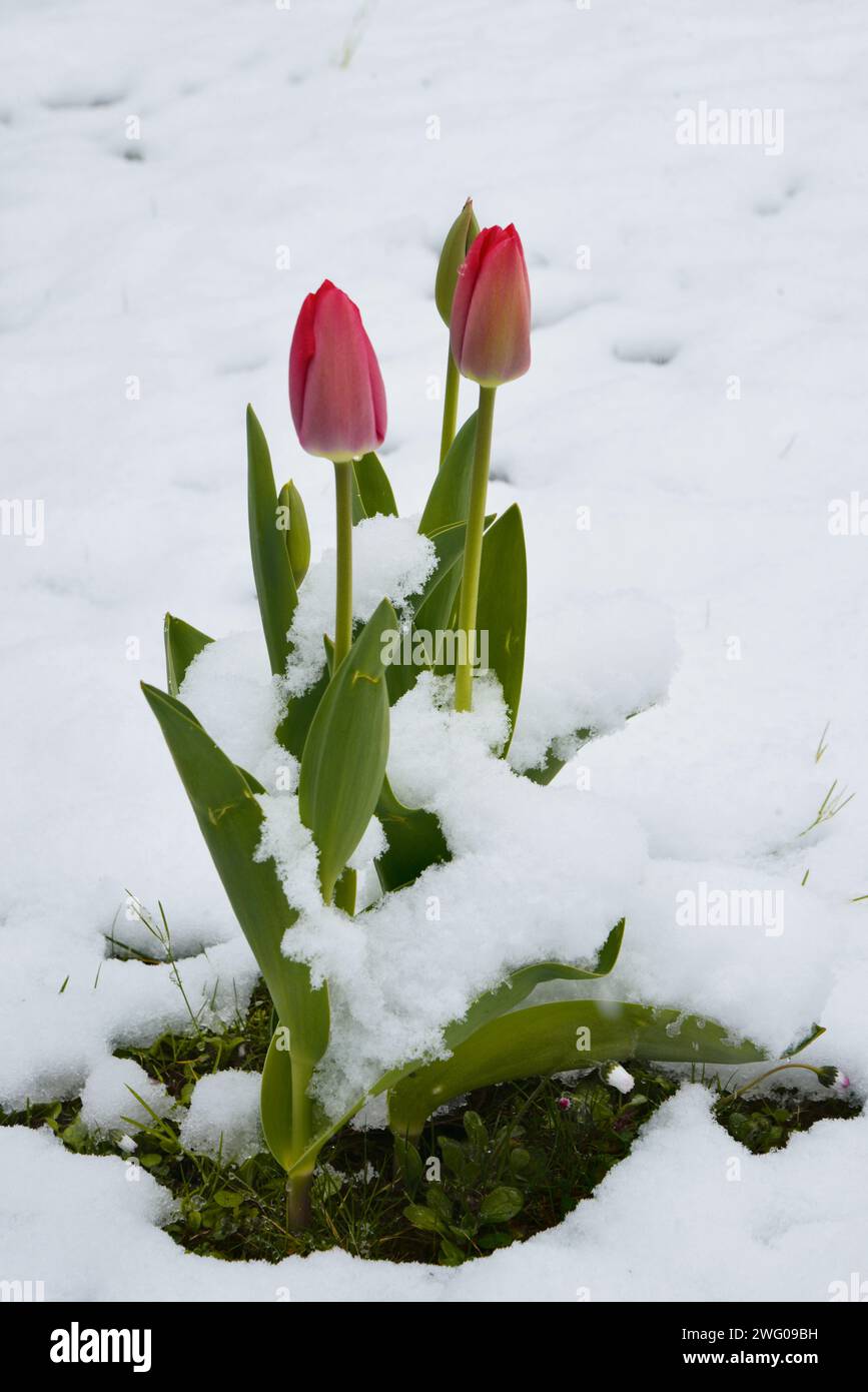 Tulpe im Schnee Banque D'Images