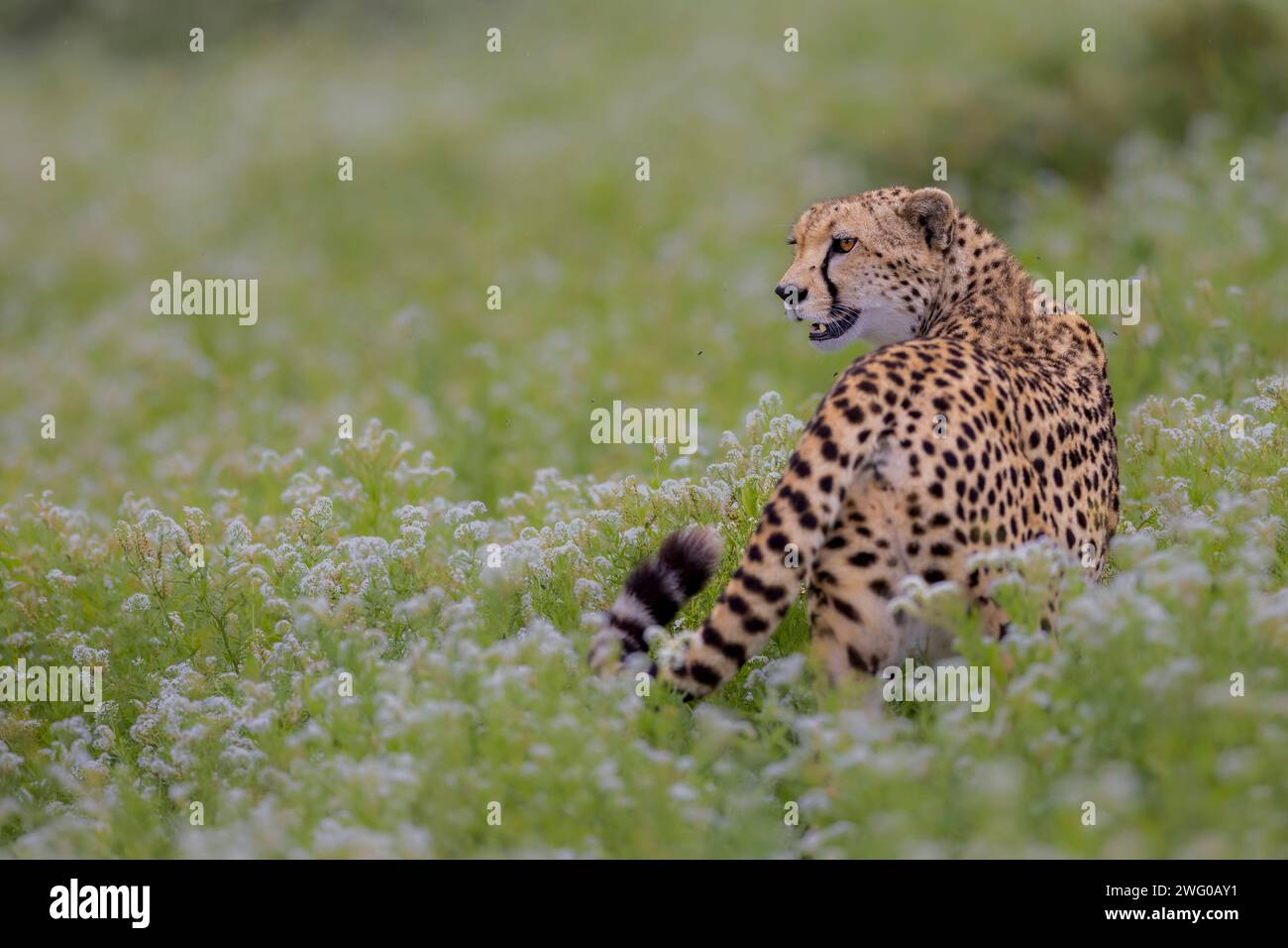 Dangereux prédateur errant gracieusement dans un champ de fleurs AFRICA CUTE Shots montrent un guépard errant dans un champ de belles fleurs. Toutefois, Banque D'Images