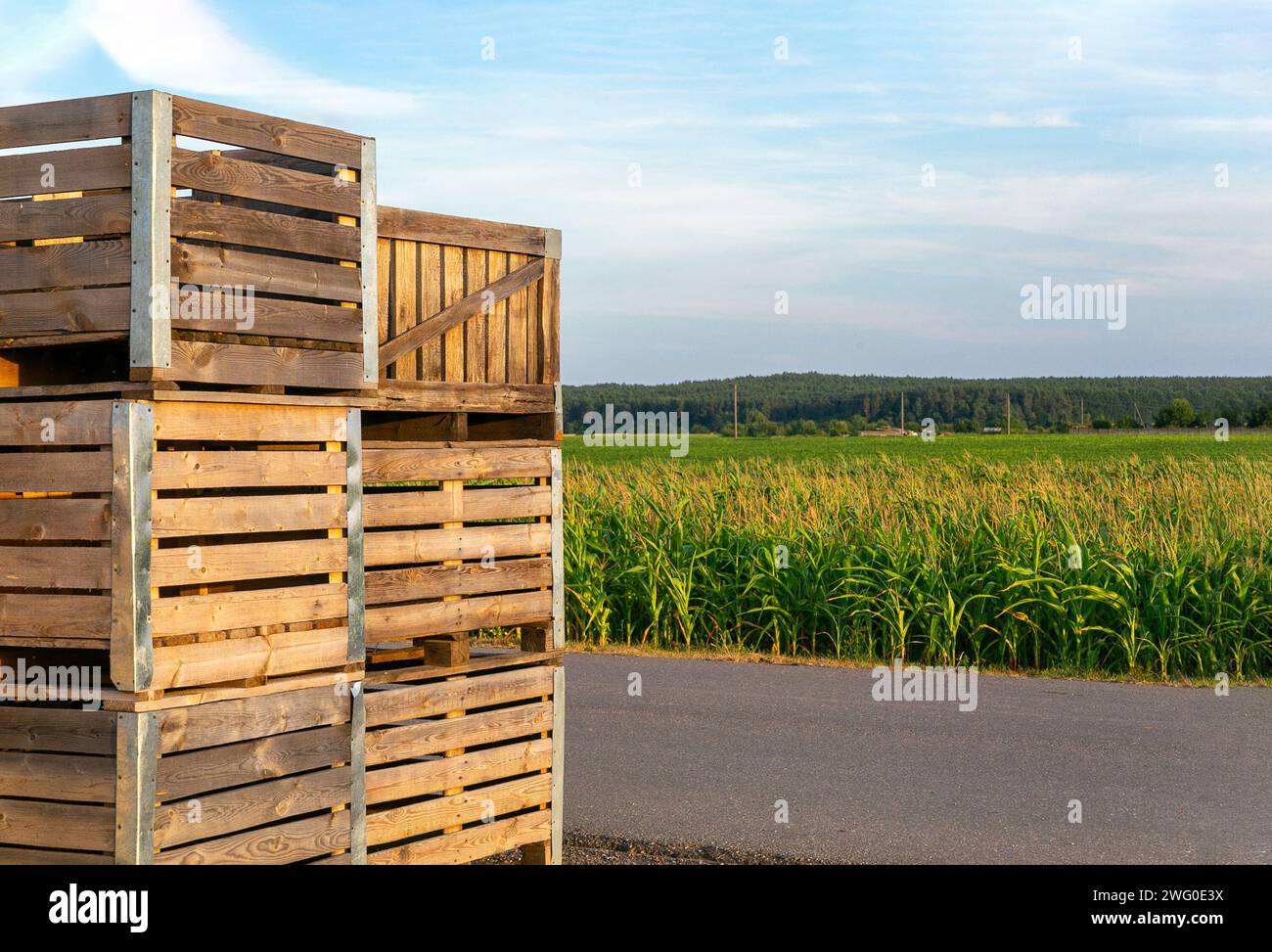 Une grande pile de boîtes en bois pour la cueillette du maïs sur un champ sur une ferme biélorusse. Banque D'Images