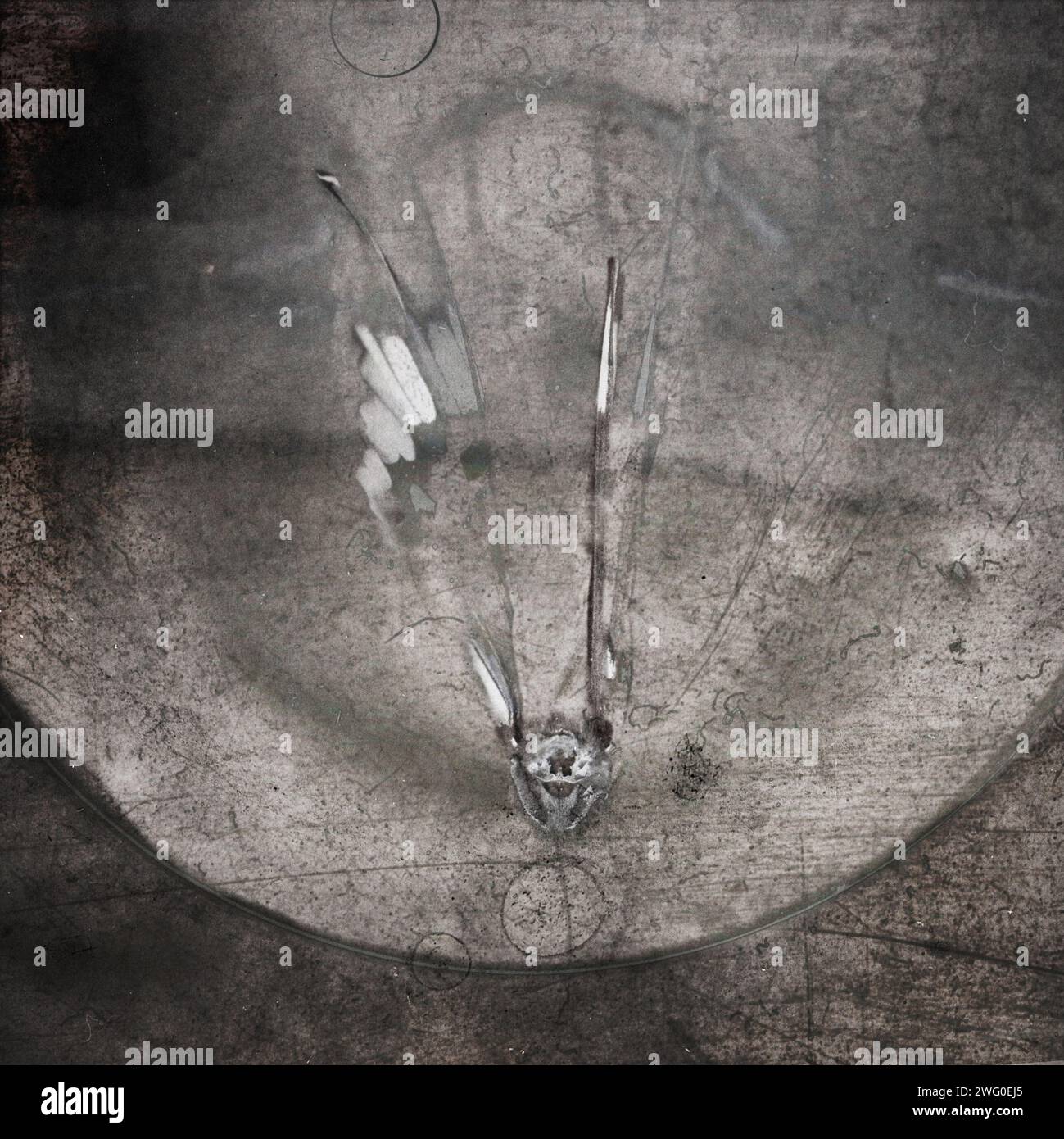 Papillon Banque D'Images