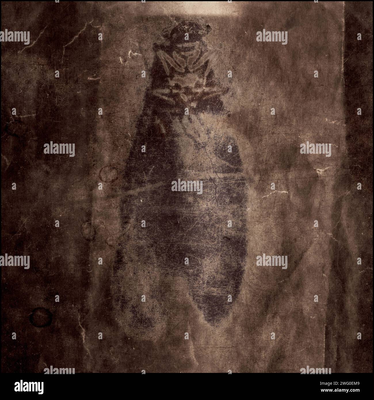 Insecte solarisé Banque D'Images