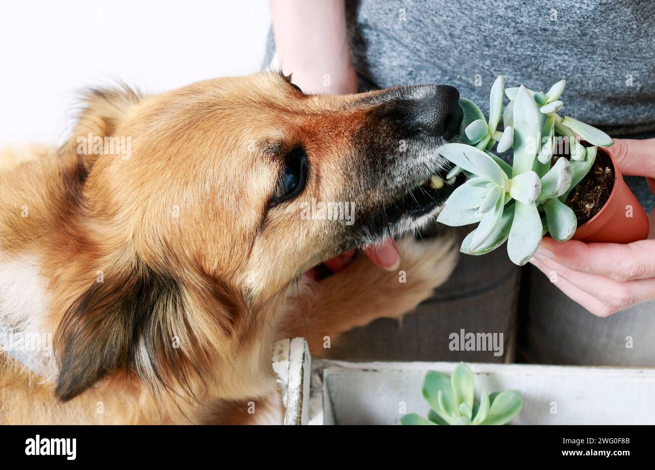 Chiot espiègle tente de récupérer une plante succulente du jardinier. Lovely dog Banque D'Images