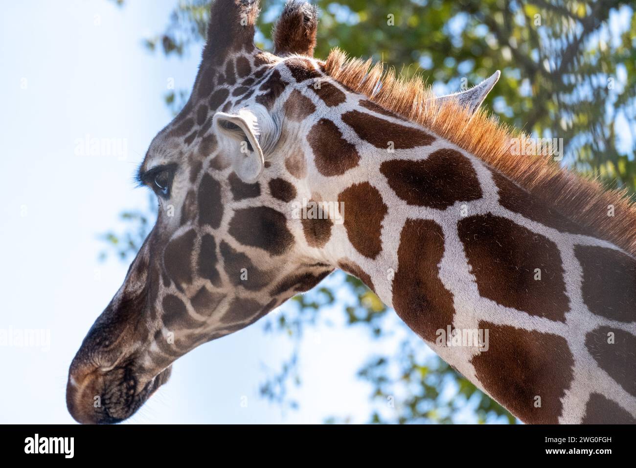 Pays-Bas, Amsterdam le 2022-09-22. Photographie animalière au zoo Artis à Amsterdam. Photographie de Martin Bertrand. Pays-Bas, Amsterdam le 2022-09-22. Banque D'Images