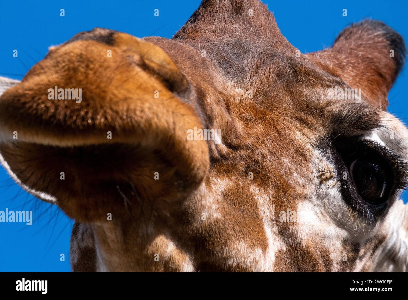 Pays-Bas, Amsterdam le 2022-09-22. Photographie animalière au zoo Artis à Amsterdam. Photographie de Martin Bertrand. Pays-Bas, Amsterdam le 2022-09-22. Banque D'Images