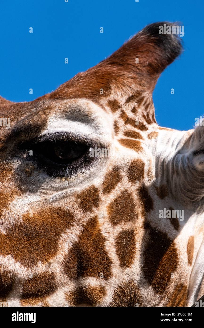 Pays-Bas, Amsterdam le 2022-09-22. Photographie animalière au zoo Artis à Amsterdam. Photographie de Martin Bertrand. Pays-Bas, Amsterdam le 2022-09-22. Banque D'Images