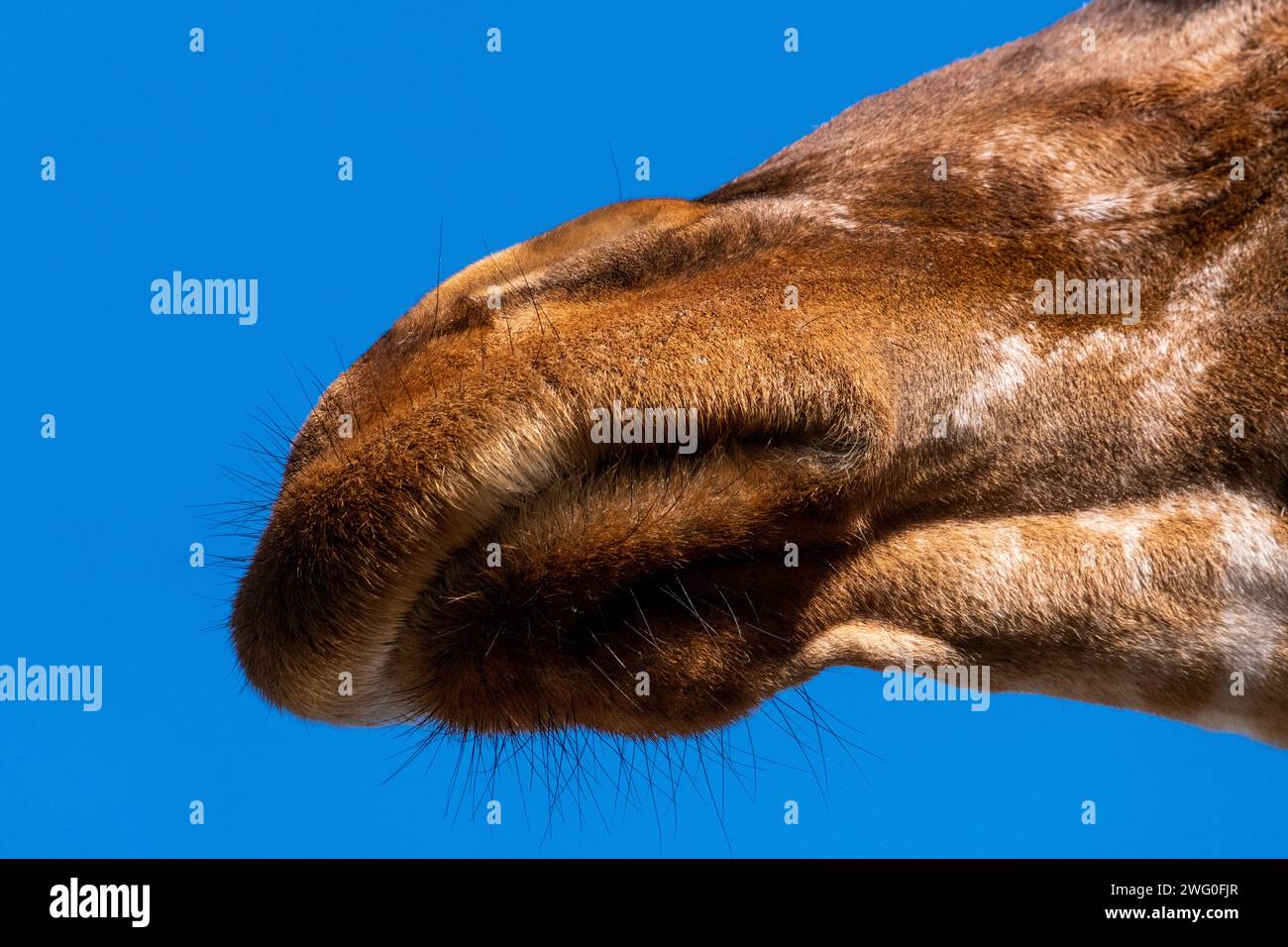 Pays-Bas, Amsterdam le 2022-09-22. Photographie animalière au zoo Artis à Amsterdam. Photographie de Martin Bertrand. Pays-Bas, Amsterdam le 2022-09-22. Banque D'Images