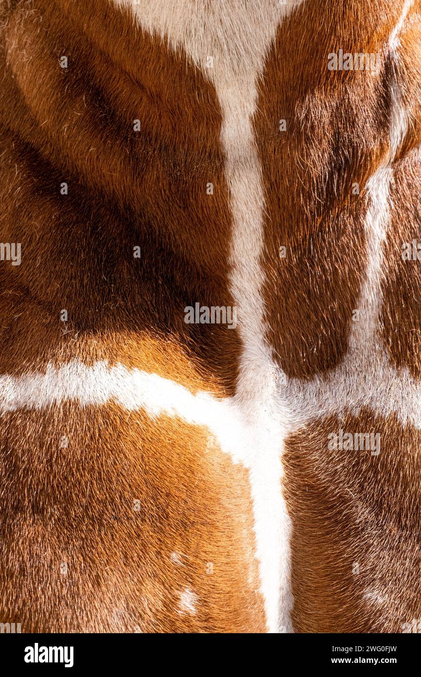 Pays-Bas, Amsterdam le 2022-09-22. Photographie animalière au zoo Artis à Amsterdam. Photographie de Martin Bertrand. Pays-Bas, Amsterdam le 2022-09-22. Banque D'Images