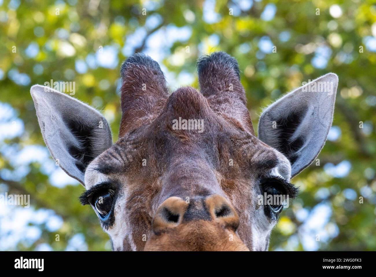 Pays-Bas, Amsterdam le 2022-09-22. Photographie animalière au zoo Artis à Amsterdam. Photographie de Martin Bertrand. Pays-Bas, Amsterdam le 2022-09-22. Banque D'Images