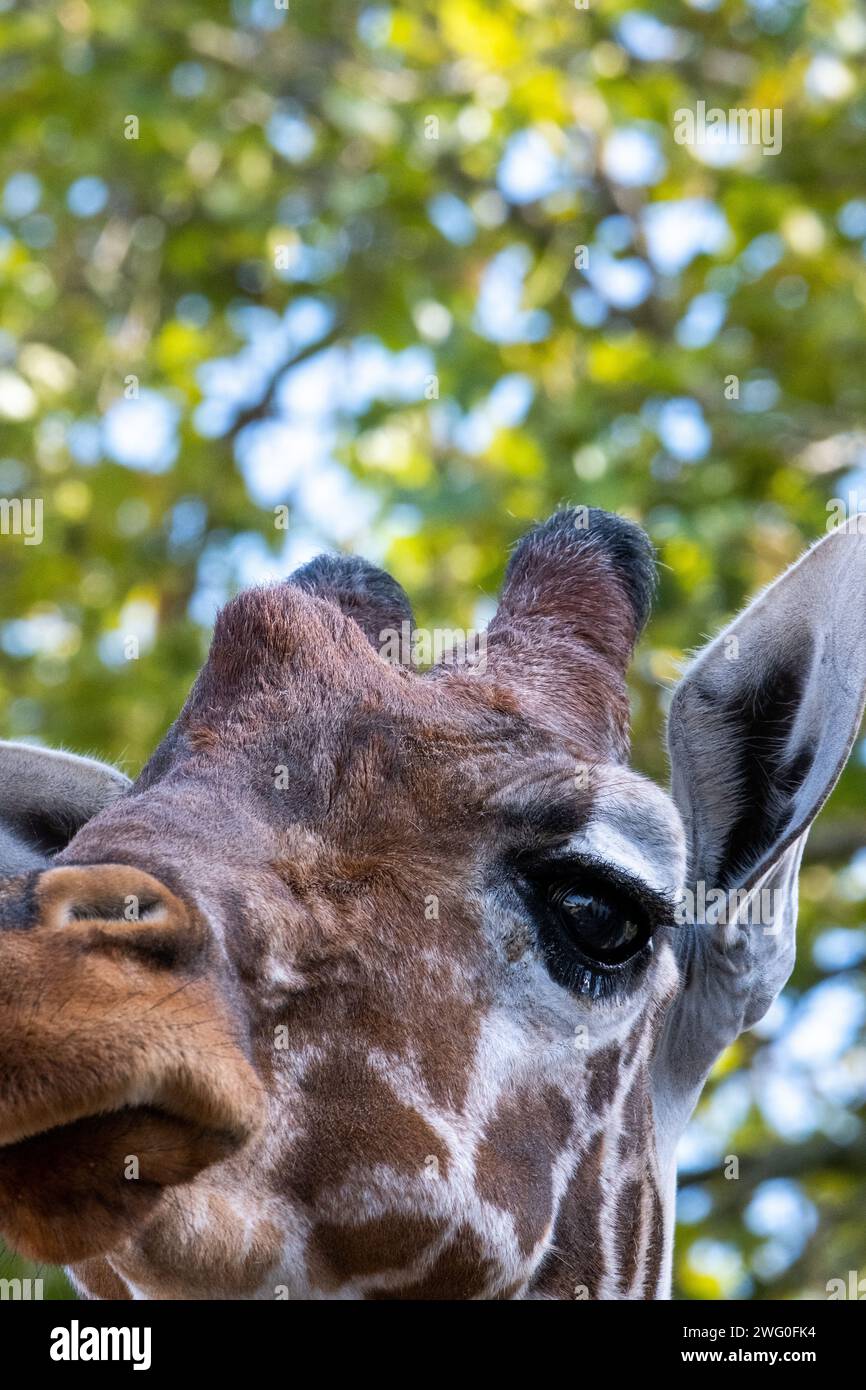 Pays-Bas, Amsterdam le 2022-09-22. Photographie animalière au zoo Artis à Amsterdam. Photographie de Martin Bertrand. Pays-Bas, Amsterdam le 2022-09-22. Banque D'Images