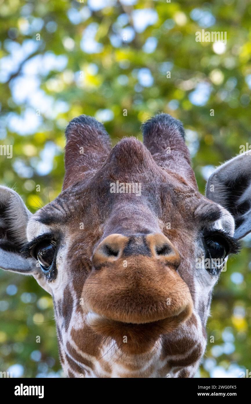 Pays-Bas, Amsterdam le 2022-09-22. Photographie animalière au zoo Artis à Amsterdam. Photographie de Martin Bertrand. Pays-Bas, Amsterdam le 2022-09-22. Banque D'Images